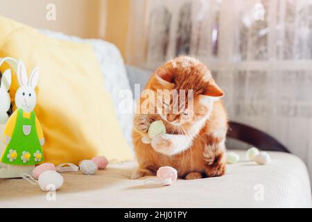 Ginger cat playing with Easter eggs at home. Pet having fun on couch by Easter bunny. Spring holiday symbol. Animal helping with decoration Stock Photo