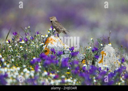 Calandra Lark (Melanocorypha calandra) perched on rock singing among wild flowers Castro Verde Alentejo Portugal Stock Photo