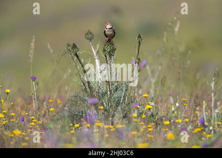 Calandra Lark, (Melanocorypha calandra), perched on thistle, singing, Castro Verde, Alentejo, Portugal Stock Photo