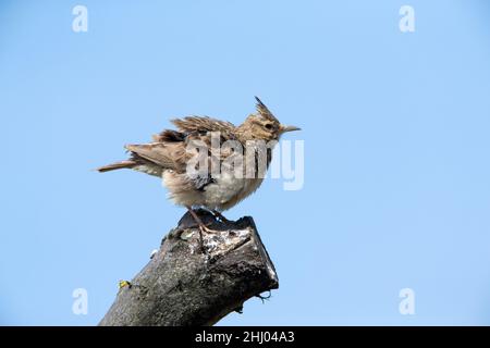 Crested lark, (Galerida cristata), perched on stump, shaking its feathers, Alentejo, Portugal