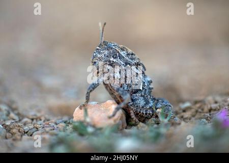 Blue-winged Grasshopper, (Oedipoda caerulescens), Alentejo, Portugal, Europe Stock Photo