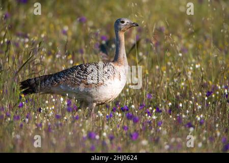 Great Bustard, (Otis tarda), female, standing in field of wild flowers, Alentejo, Portugal Stock Photo