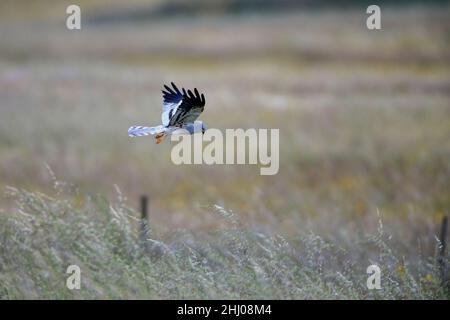 Montagu's Harrier (Circus pygargus) male in flight hunting over meadow Castro Verde Alentejo Portugal Stock Photo