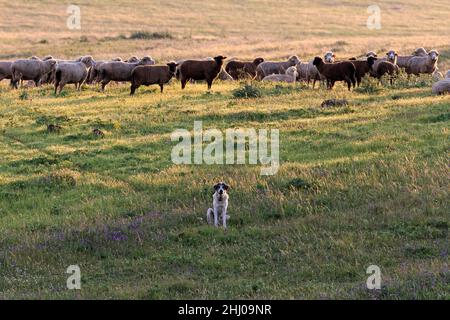 Portuguese Sheepdog watching flock without shepherd, Alentejo, Portugal Stock Photo