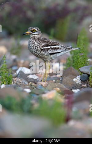 Stone Curlew, (Burhinus oedicnemus), in breeding territory habitat, Castro Verde, Alentejo, Portugal Stock Photo