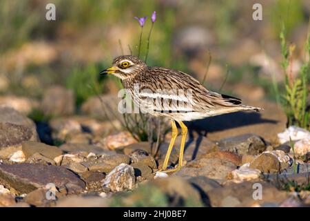 Stone Curlew (Burhinus oedicnemus) in breeding territory habitat Castro Verde Alentejo Portugal Stock Photo