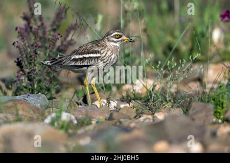 Stone Curlew (Burhinus oedicnemus) in breeding territory habitat Castro Verde Alentejo Portugal Stock Photo