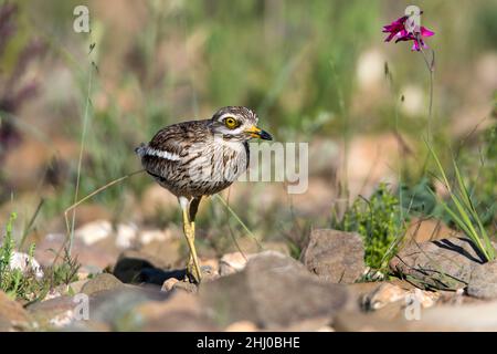 Stone Curlew (Burhinus oedicnemus) in breeding territory habitat Castro Verde Alentejo Portugal Stock Photo