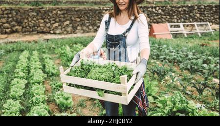 Caucasian woman working at home garden picking up organic lettuce - Focus on hand holding box Stock Photo