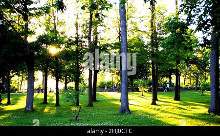 Sunlight passing through the trees in a park on a evening Stock Photo