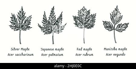 Leaves collection.Silver Maple (Acer saccharinum), Japanese maple (Acer palmatum), Red maple (Acer rubrum), Manitoba maple (Acer negundo) leaf.Drawing Stock Photo