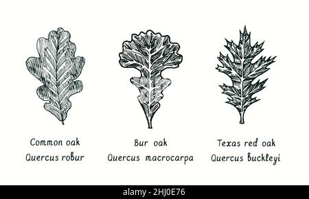Common oak, Bur oak (Quercus macrocarpa) and Texas Red Oak  (Quercus buckleyi) leaf. Ink black and white doodle drawing in woodcut style. Stock Photo