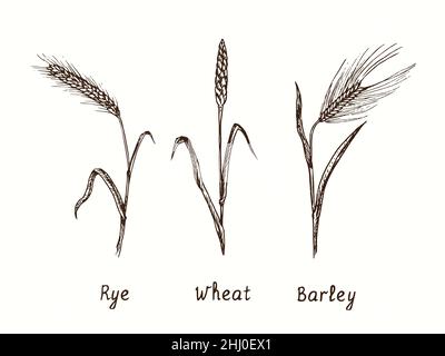 Premium Vector | Simple wheat icon on white background spike hand drawing  doodle style