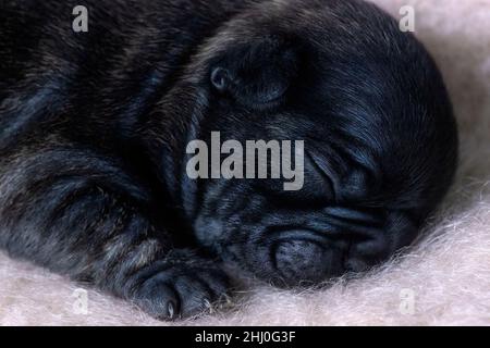detailed close-up of a two week old healthy  french bulldog puppy,  showing head and feet   light background for copy-space Stock Photo