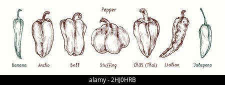 Pepper variety collection. Banana, Ancho, Bell, Stuffing, Chili (Thai), Italian, Jalapeno pepper. Ink black and white doodle drawing in woodcut style. Stock Photo