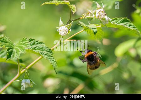 Bumblebee collects nectar from flowering blooming raspberries. Pollination Stock Photo