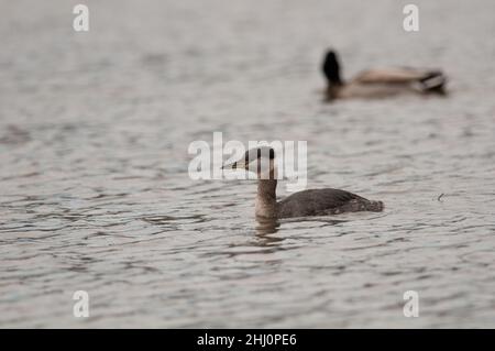 Red-Necked Grebe floating on a pond Stock Photo