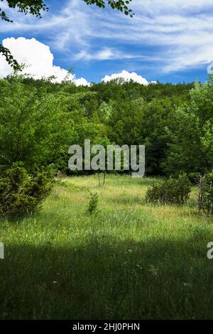 A grassy clearing in the Croatian mountain forest. Stock Photo