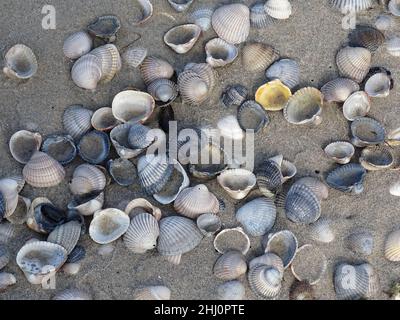 several shells on the beach at the north sea, texel netherlands, with colors blue, withe, yellow, brown and sand Stock Photo