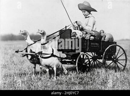 Quirky turkeys taking a break from farm-work to indulge a small boy's playtime. Can't wait till Christmas. Stock Photo
