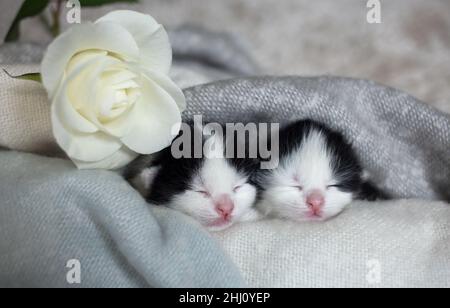two black and white newborn kittens are sleeping next to each other wrapped in a soft blanket. Love for cats. Day of the cat. Comfort and cozy childho Stock Photo