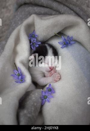 black and white newborn kitten sleeps sweetly wrapped in a soft blanket. Love for cats. Day of the cat. Comfortable childhood of pets Stock Photo
