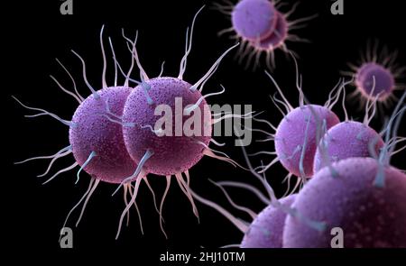 Neisseria gonorrhoeae, the bacterium responsible for the sexually transmitted infection Gonorrhea. 3D illustration