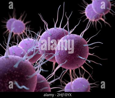 Neisseria gonorrhoeae, the bacterium responsible for the sexually transmitted infection Gonorrhea. 3D illustration