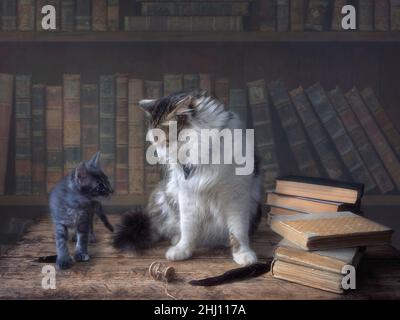 Little kitten and old cat in a library Stock Photo