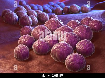 Chlamydia trachomatis, an obligate intracellular human pathogen, is one of four bacterial species in the genus Chlamydia. 3D illustration Stock Photo