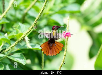 Beautiful male Ruby Topaz hummingbird, Chrysolampis mosquitus, in gorgeous display of gold and orange next to a pink flower in a garden. Stock Photo