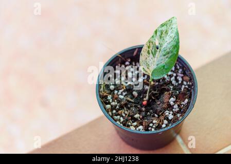 Epipremnum Pinnatum Variegated in the pot Stock Photo - Alamy