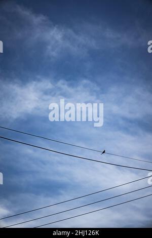 Small silhouette of a bird perched on some electric power cables. Free space to write. Stock Photo