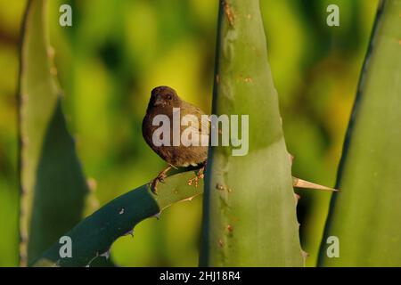 Antillen-Gimpeltangare, black-faced grassquit, Melanospiza bicolor sharpei, Curacao Stock Photo