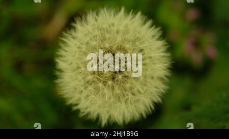 White dandelion puff at close up with green background Stock Photo