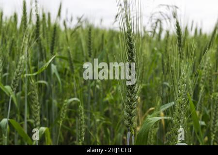 Green Wheat Grain aphids feeding on a green wheatear Stock Photo