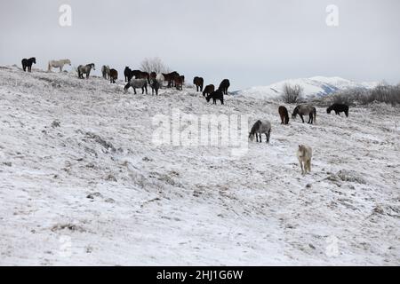 A herd of wild horses in the snow Stock Photo