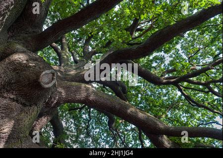 Spreading towering irregular crown of ancient massive large English oak Quercus robur with twisted gnarled branches in summer with hint of blue sky Stock Photo