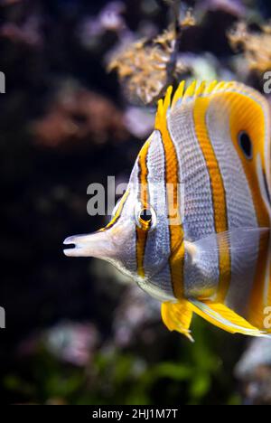 Butterflyfish head in the ocean in front of coral reefs Stock Photo