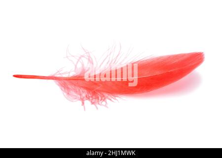 Red fluffy feather isolated on the white Stock Photo