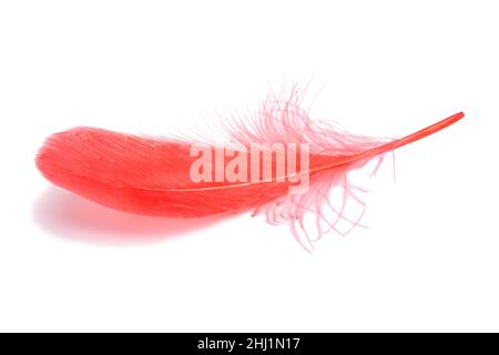 Red fluffy feather isolated on the white Stock Photo