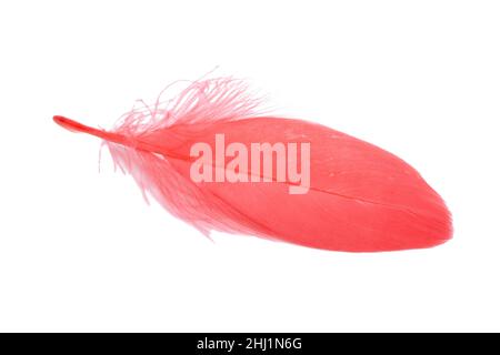 Red fluffy decorative bird feather isolated on the white Stock Photo
