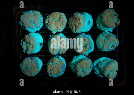 Neat rows of homemade scones fat rascals cooling down on rack glowing under UV light showing areas of flour not browned from heat eerie glow