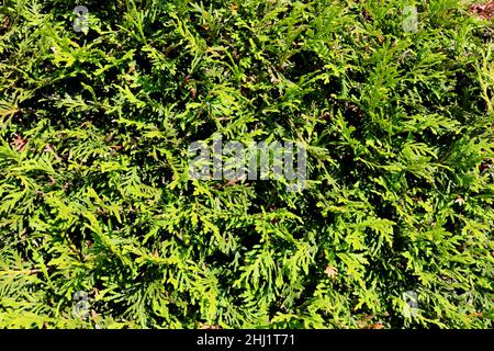 Thuja, close up, detail, tree, texture, garden Stock Photo