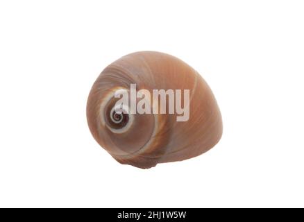 Fresh water snail isolated cutout on white background. Overhead view of circular brown gastropod mollusk that lives in pond, river, lake. Stock Photo