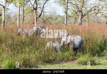 A family group of Indian elephants (Elephas maximus indicus) in long grass in Kaziranga National Park, Assam, northeastern India Stock Photo
