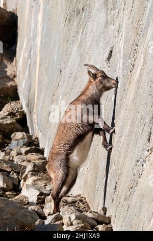Female of alpine ibex is licking mineral salts on a sub-vertical dam wall Stock Photo