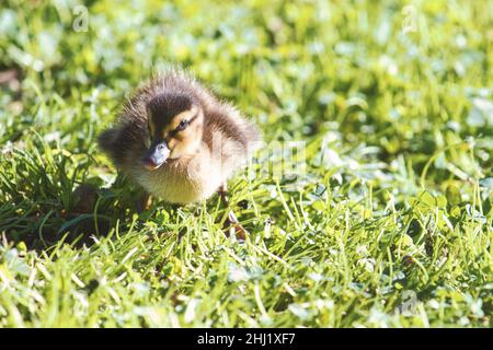 Cute little baby duckling waddling on the green grass Stock Photo