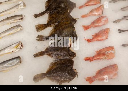 Fresh sea fish in ice on the counter of the store store or at market Stock Photo