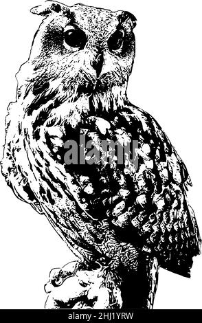 Owl vector illustration in black on white background, realistic style Stock Vector